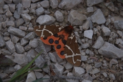Brauner Bär  (Arctia caja)