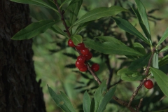Seidelbast (Daphne mezereum)