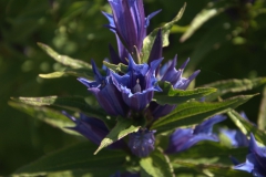 Schwalbenwurz-Enzian (Gentiana asclepiadea)