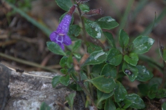 Alpen-Steinquendel (Acinos alpinus)