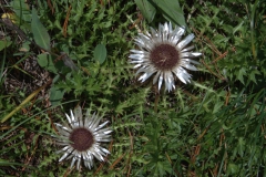 Stengellose Silberdistel (Carlina acaulis subsp. acaulis)