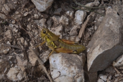 Gewöhnliche Gebirgsschrecke (Podisma pedestris)