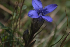 Fransenenzian (Gentianella ciliata)