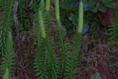 Sprossender Bärlapp (Lycopodium annotinum)