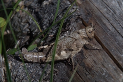 Rotflügelige Schnarrschrecke (Psophus stridulus) W