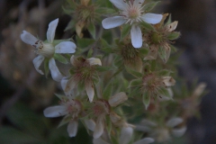 Felsen-Fingerkraut (Potentilla rupestris)