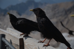 Alpendohle (Pyrrhocorax graculus)