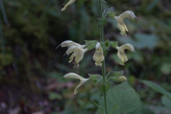 Klebriger Salbei (Salvia glutinosa)
