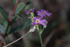 Mehl-Primel (Primula farinosa)