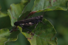 Rotflügelige Schnarrschrecke (Psophus stridulus) M