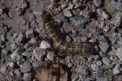 Raupe vom Mondvogel (Phalera bucephala)