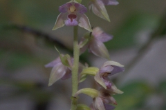Breitblättrige Stendelwurz (Epipactis helleborine)