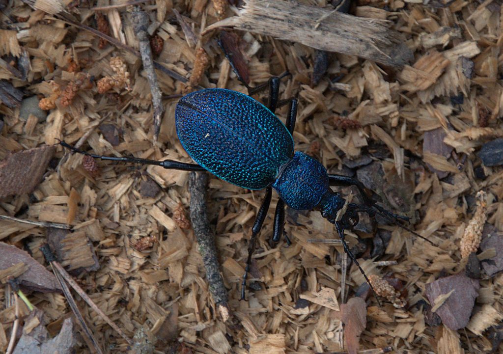 Carabus caucasicus_DSC_9631 -1