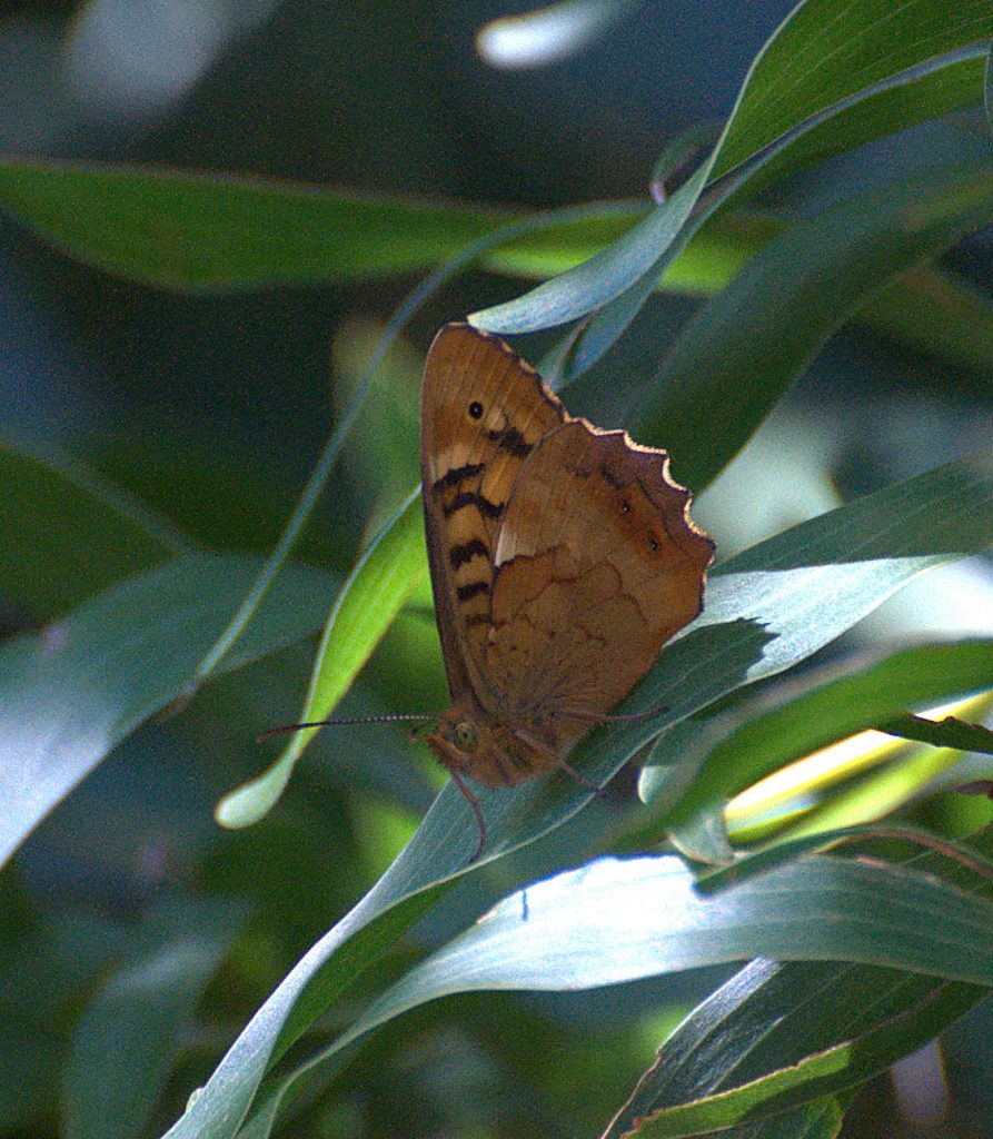 DSC_3319_Madeira-Waldbrettspiel (Pararge xiphia)