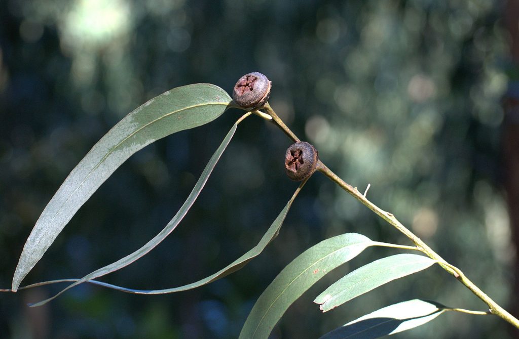 DSC_3323_Gewöhnlicher Eukalyptus (Eucalyptus globulus)