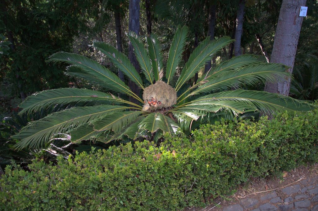 DSC_3712_Japanischer Palmfarn (Cycas revoluta) -1