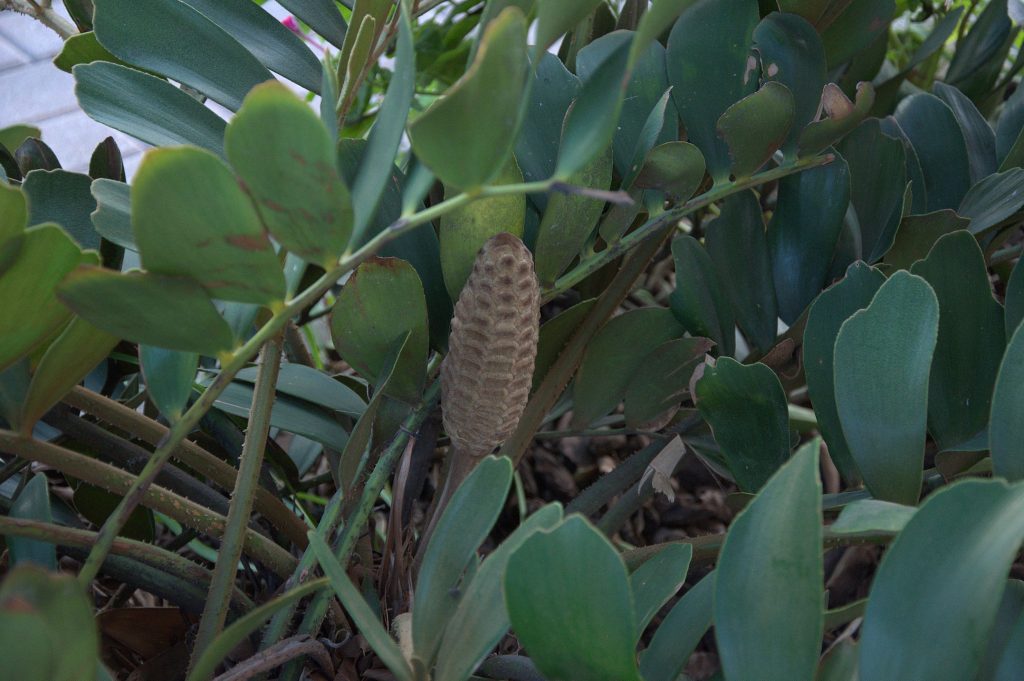 DSC_3768_Palmfarn (Zamia furfuracea) -1