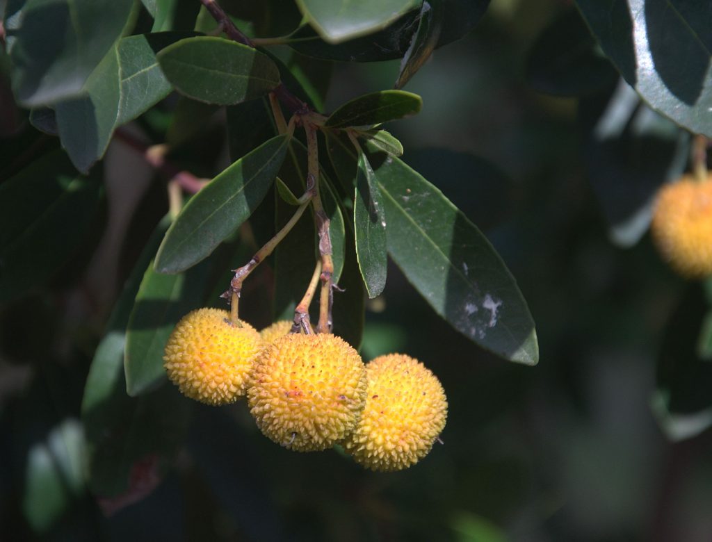 DSC_3845_Westlicher Erdbeerbaum (Arbutus unedo) -1