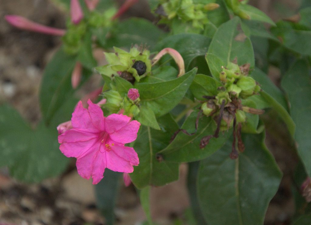 DSC_3925_Gewöhnliche Wunderblume (Mirabilis jalapa) -1