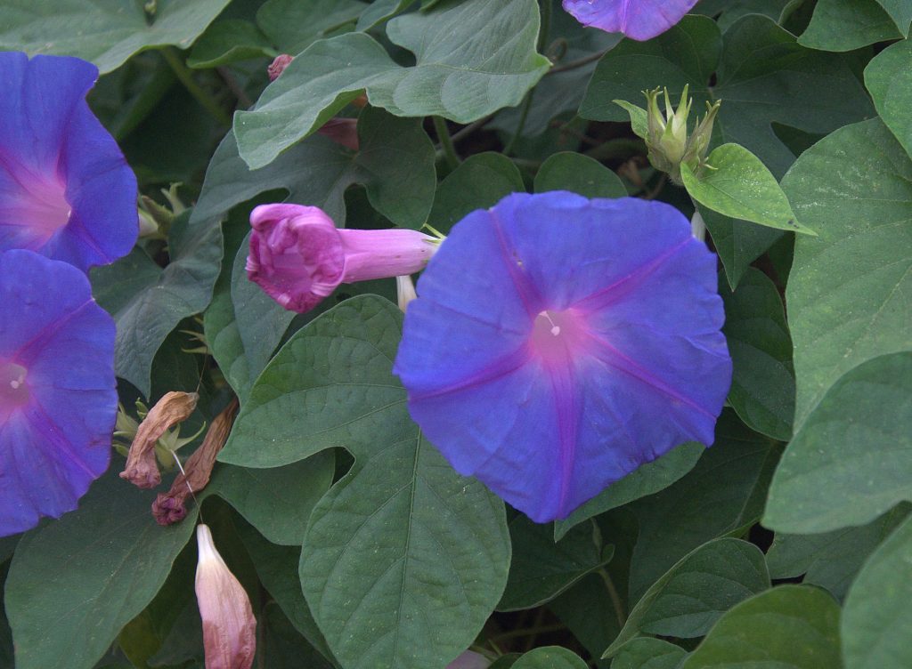 DSC_3930_Purpur-Prunkwinde (Ipomoea purpurea) -1