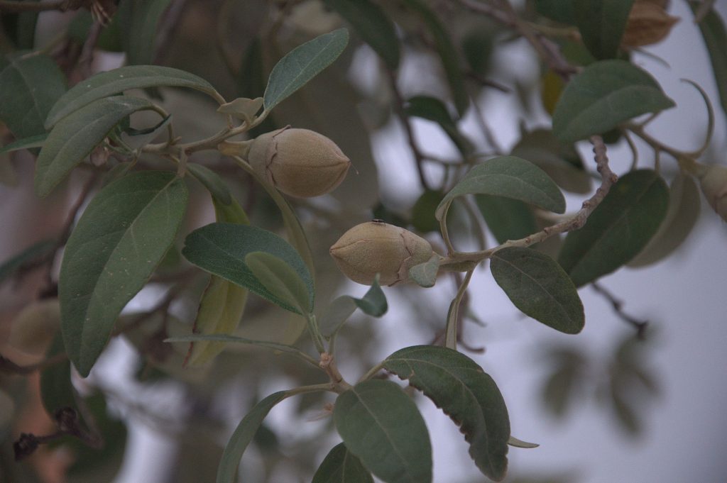 DSC_3937_Norfolkeibisch (Lagunaria patersonia)