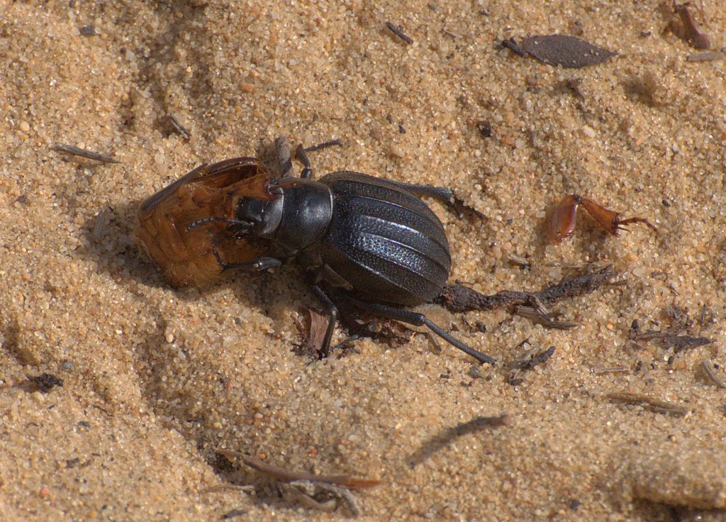 DSC_3974_Pimelia costata