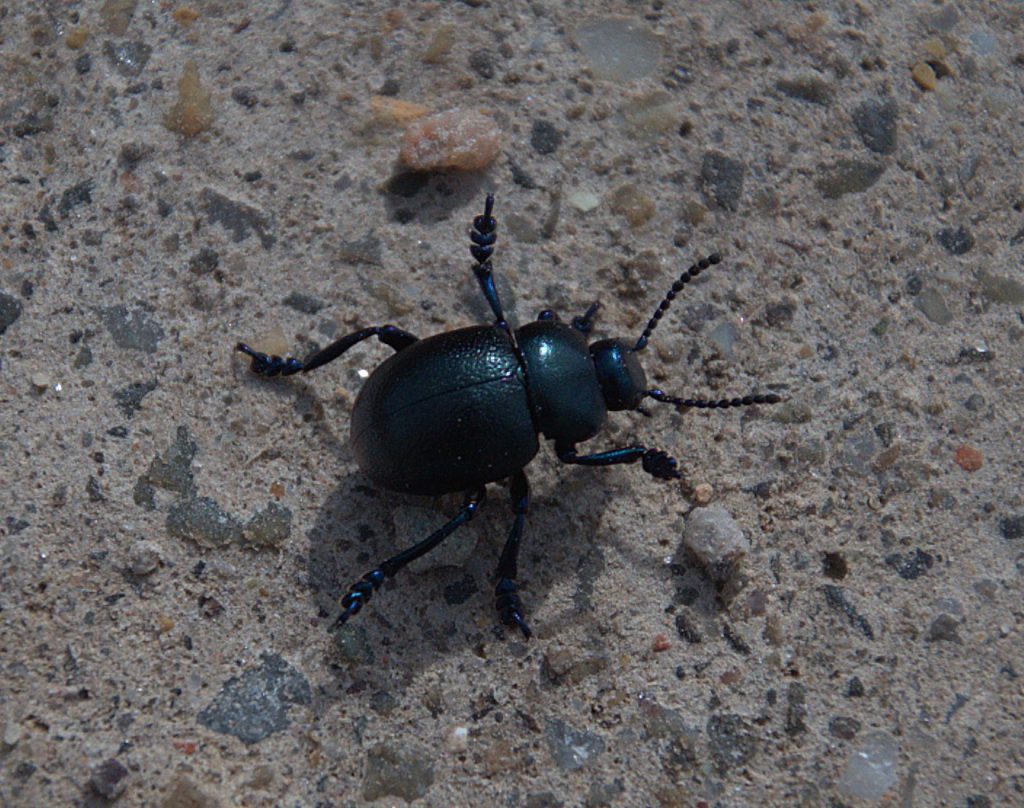Kleiner Tatzenkäfer (Timarcha goettingensis)_DSC_3034 -1