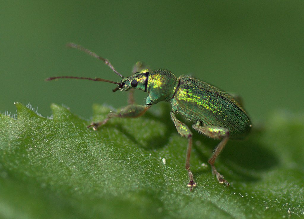 Laubholz-Grünrüssler (Phyllobius arborator)_DSC_9239 -1