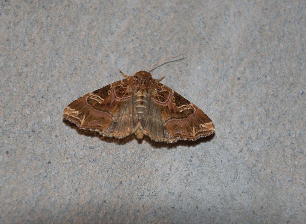 Adlerfarneule (Callopistria juventina)_DSC_2295