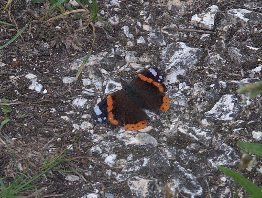 Admiral (Vanessa atalanta)_DSC_0328 -1