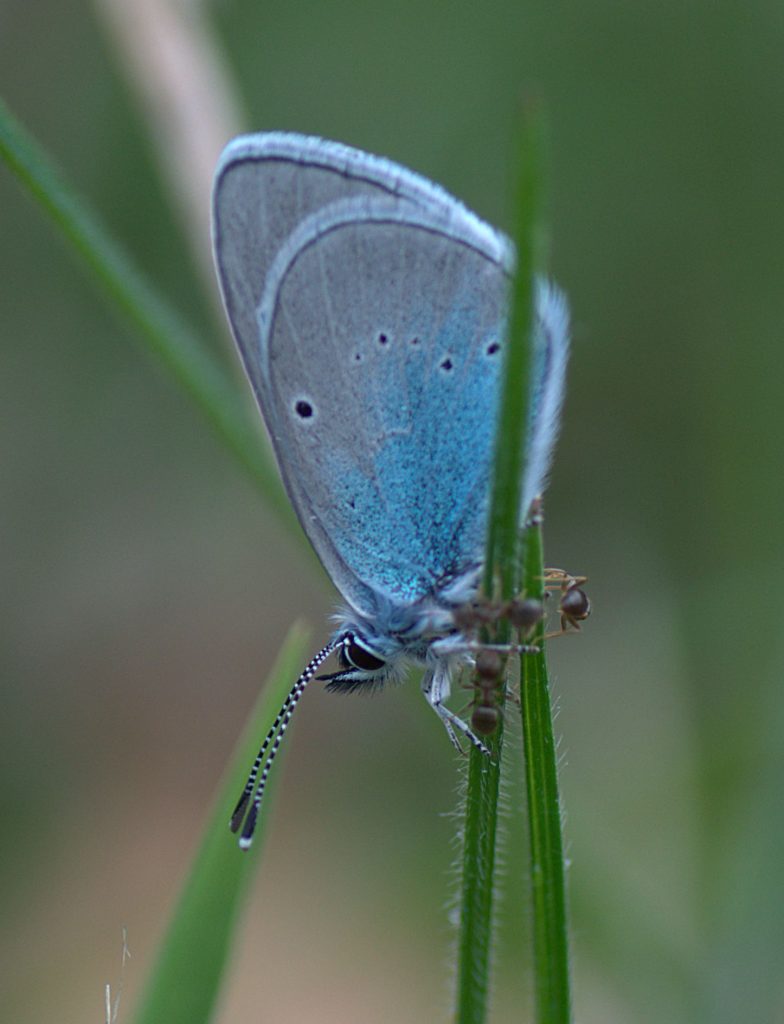 Alexis-Bläuling (Glaucopsyche alexis)_DSC_8423 -1