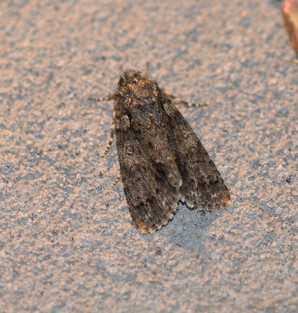 Ampfereule (Acronicta rumicis)_DSC_2307