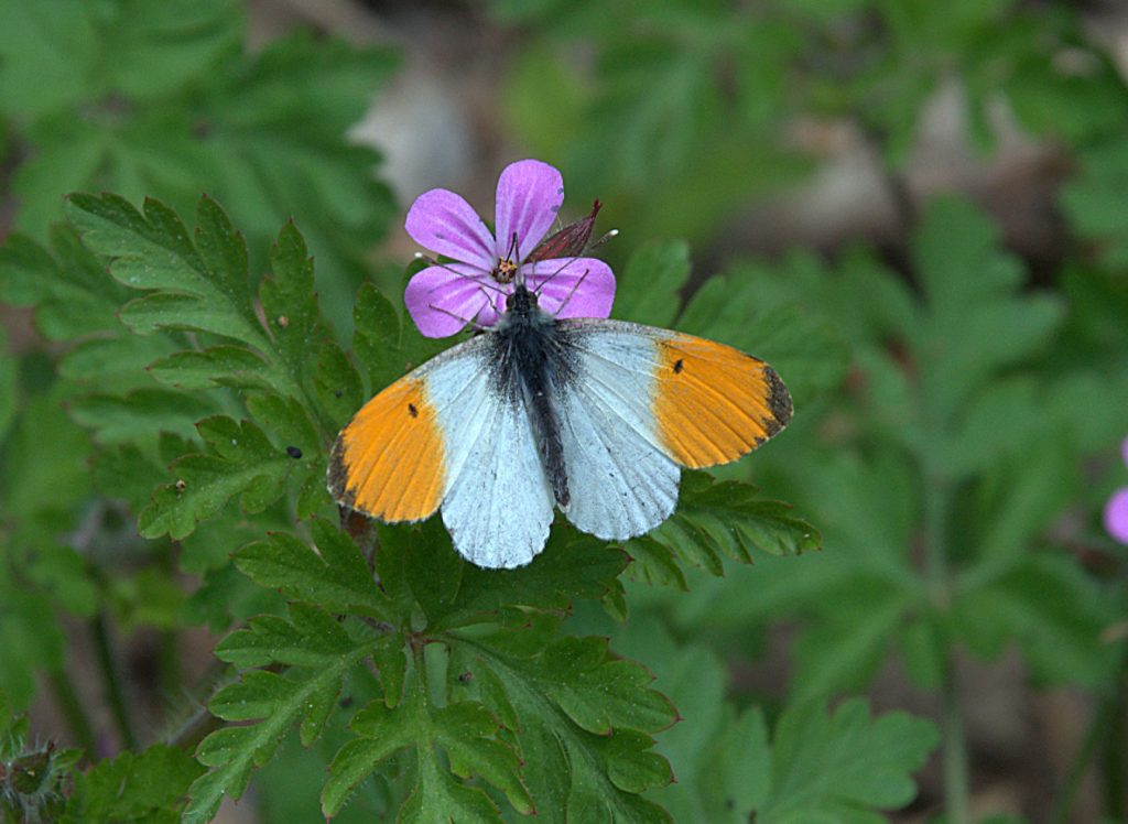 Aurorafalter (Anthocharis cardamines) M_DSC_4583 -1