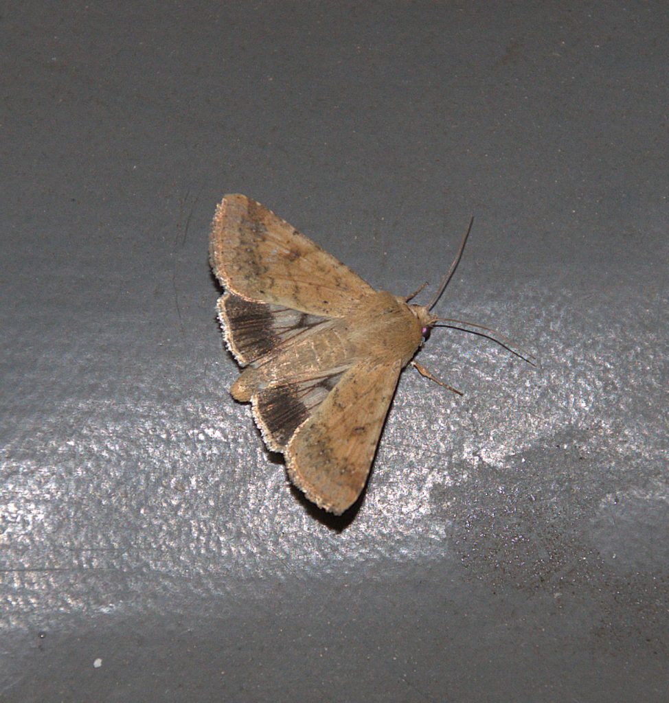 Baumwoll-Kapseleule (Helicoverpa armigera)_DSC_2292