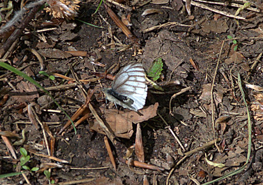 Bergweißling (Pieris bryoniae)_DSC_4535 -1