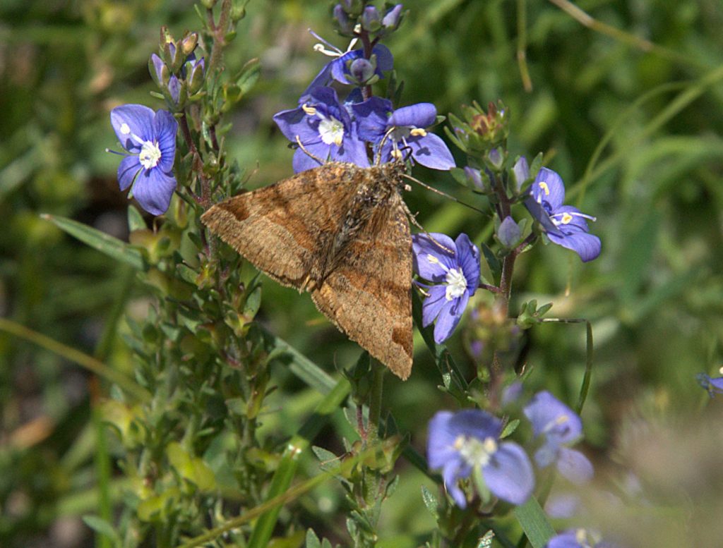 Braune Tageule (Euclidia glyphica)_DSC_9432 -1