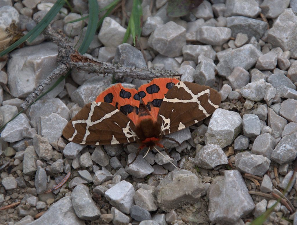 Brauner Bär (Arctia caja)_DSC_2382