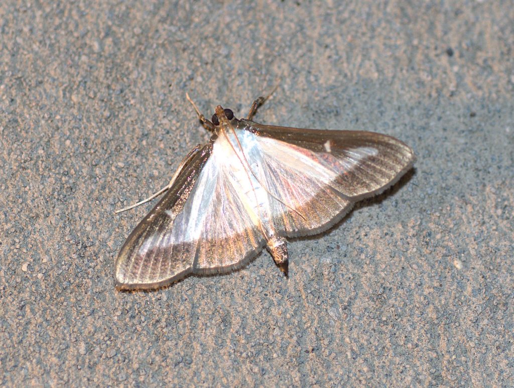 Buchsbaum-Zünsler (Cydalima perspectalis)_DSC_2340