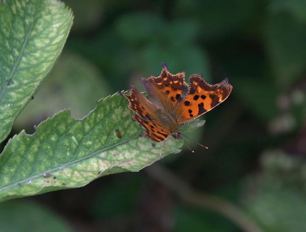 C-Falter (Polygonia c-album)_DSC_0346 -1