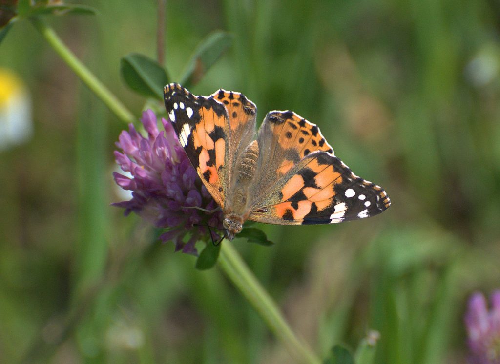 Distelfalter (Vanessa cardui)_DSC_5827 -1