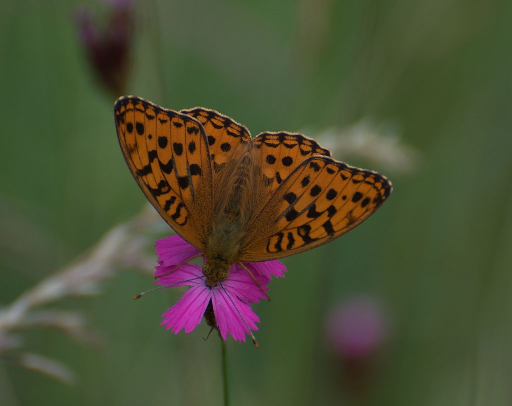 Feuriger Perlmutterfalter (Argynnis adippe)_DSC_5571 -1