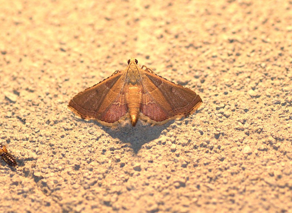 Geflammter Kleinzünsler (Endotricha flammealis)_DSC_2331