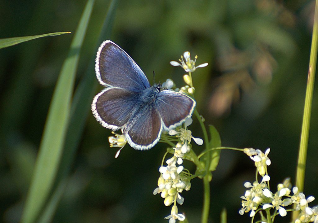 Geißklee-Bläuling (Plebejus argus)_DSC_3935 -1