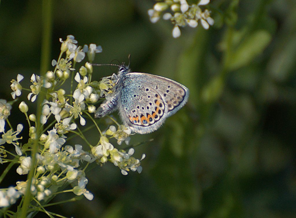 Geißklee-Bläuling (Plebejus argus)_DSC_3956 -1