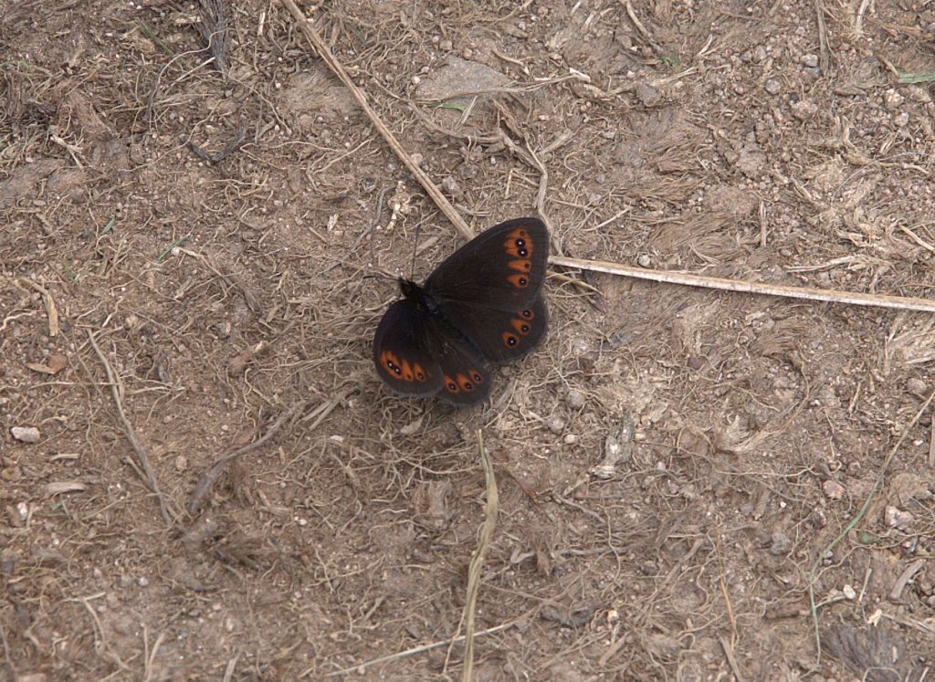 Gelbbindiger Mohrenfalter (Erebia meolans)_DSC_3259 -1