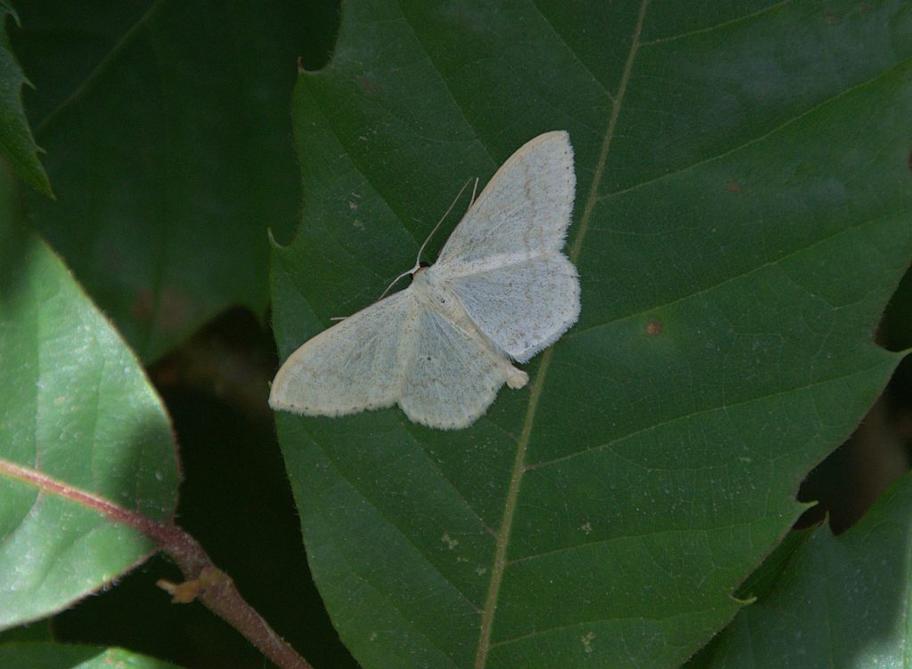 Gelblichweißer Kleinspanner (Scopula floslactata)_DSC_9140 -1