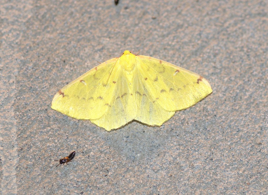 Gelbspanner (Opisthograptis luteolata)_DSC_2325
