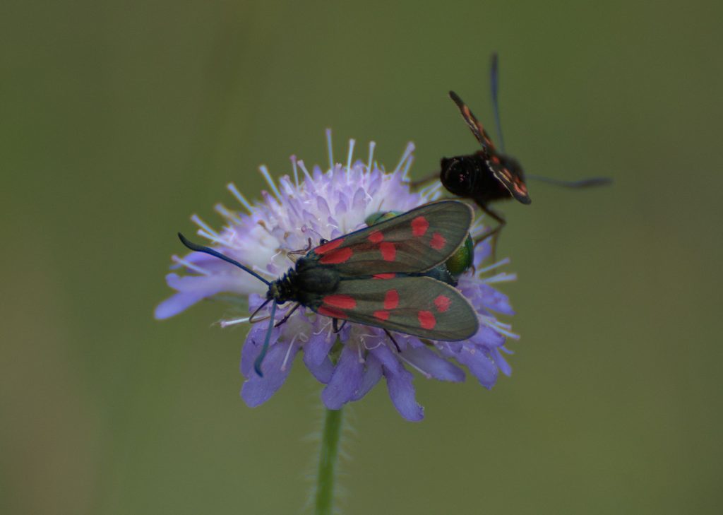 Gemeines Blutströpfchen (Zygaena filipendulae)_DSC_5595 -1