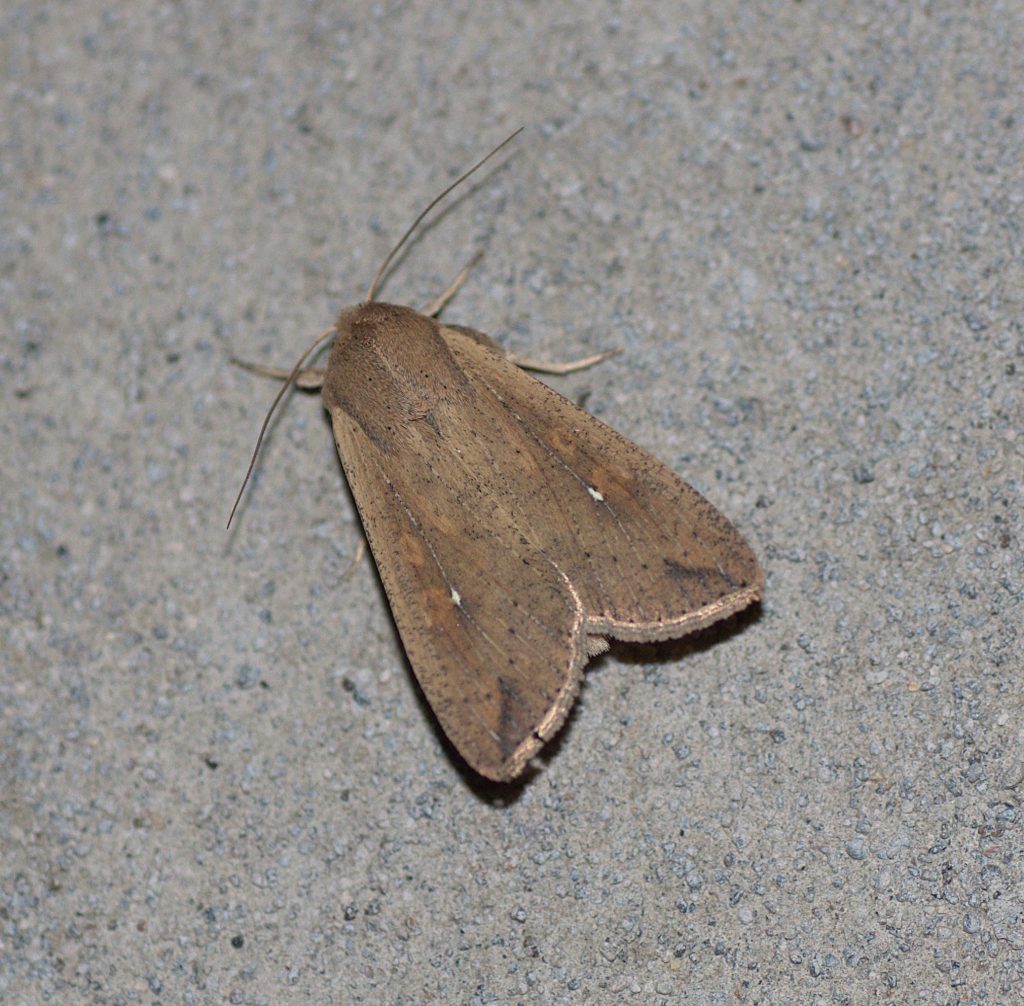 Gepunktete Wandereule (Mythimna unipuncta)_DSC_2315