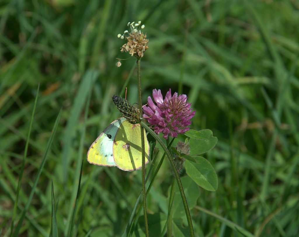 Goldene Acht (Colias hyale)_DSC_5401 -1